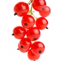 Red Currant